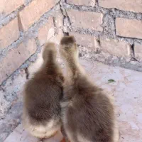 دو عدد غاز دوماهه