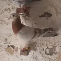 کبوتر سار کاکلی کفتر