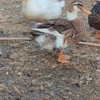 اردک بالغ تخم گذار