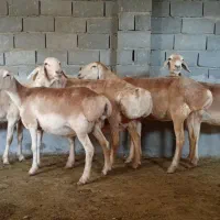 میش چینی درجه یک درشت جوان