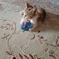 واگذاری بچه گربه ملوس وزیبا
