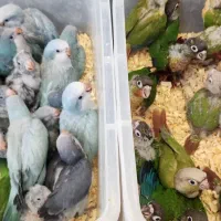 جوجه سرلاکی طوطی گرینچیک و راهب نر و ماده با تست