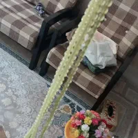 دوعددتسبیح شامقسود یک عدد ساعت جیبی بفروش میرسد