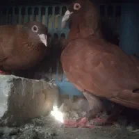 حراج کفترکبوتر مفت رنگه سرخ و زردوسینه کاکلی تخم