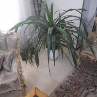گل پاندانوس  سر سبز  و زنده