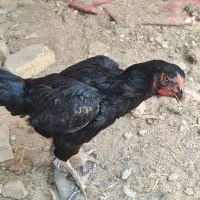 مرغ لاری افغان یه تیغ سیاه