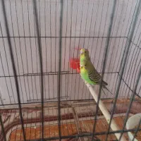 سلام یک جفت مرغ عشق نر و ماده