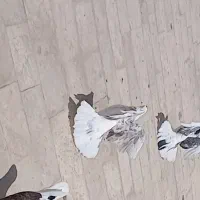 کبوتر|پرنده|پاکدشت, پاکدشت (مامازند)|دیوار