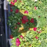 گل فروشی عمده گل رز شمشاد و ...