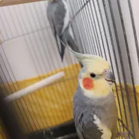 جفت عروس هلندی مولد