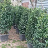 یاس هلندی|گل و گیاه طبیعی|سنگر, |دیوار