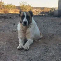 سگ نگهبان