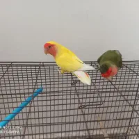 دو عددطوطی بالغ نر با کلیه وسایل