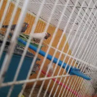 ساعت اپل
