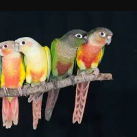 دنیای گرینچیک پرورش خانگی دستی۱۰۰٪نرماده قفس