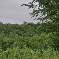 700-متر-زمین-کشاورزی-روستای-کچا