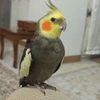 عروس هلندی