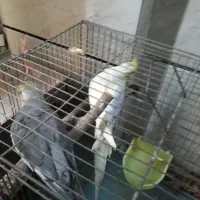 عروس هلندی ۲۳۰۰شرط تخم