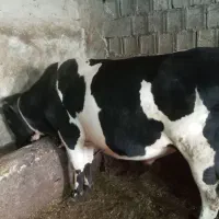 گاو نر