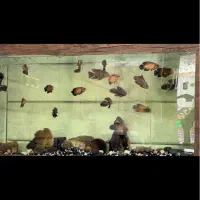 فروش آکواریوم با میز و ماهی و وسایل