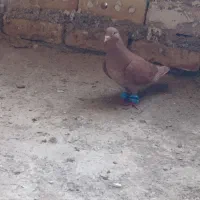 دوتا حیوون قلدر به ضمانت