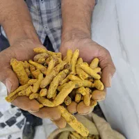 زردچوبه قلم برند کشت مهر