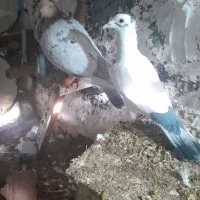 کفتر|حیوانات|بجنورد, |دیوار