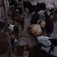 بز داشتی و گوشتی برای فروش