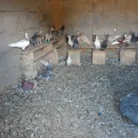 کفتربیستوسه تا