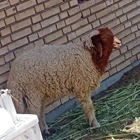 گوسفند