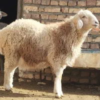 بره هترو جوان با ژنوتیپ عالی