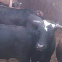 گوساله چاق نرو ماده