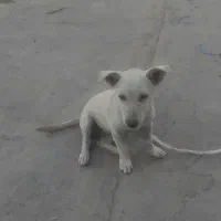 واگذاری سگ پاکوتاه
