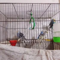 ایحفت مرغ عشق مولد با چهار تا جوجه