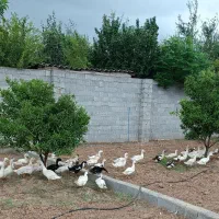 اردک زنده ارگانیک