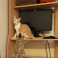 واگذاری رایگان گربه