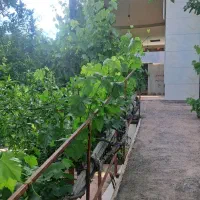 سوئیت-اجاره-ای
