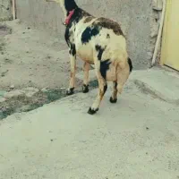 قوچ