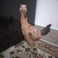 جوجه لاری ۳ ماه سالم