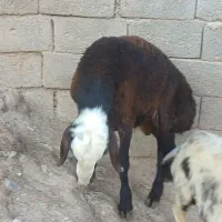 بره نر افشاری
