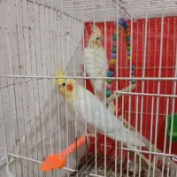 عروس هلندی