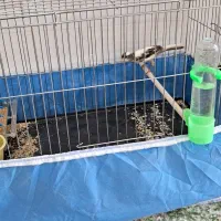 دوتا قناری نر بخون دهن سهره قناری