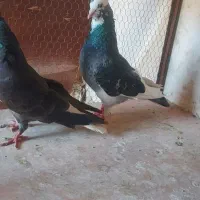 کبوتر زاغ دم سفید و شازده پرشی