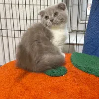 اسکاتیش کمیاب
