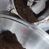 دوای سیاه