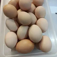 فروش جوجه نیمچه