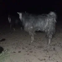 گوسفند