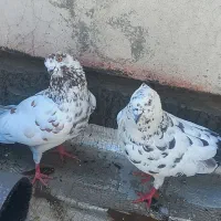 ۴عدد کبوتر