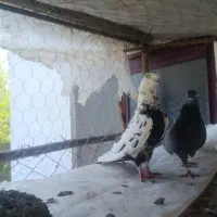 کبوتر پرشی