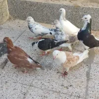کفتر ساده و پلنگ و سرخ